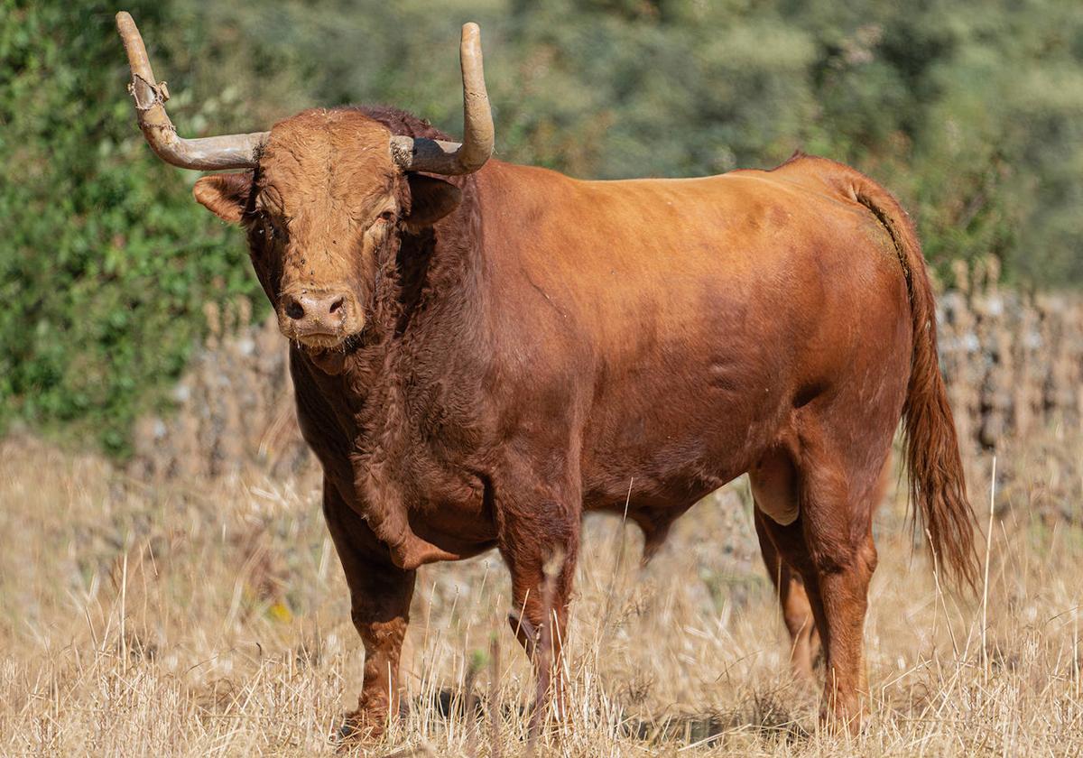 Ejemplar de la ganadería de El Pilar seleccionado este año como Toro de la Vega.