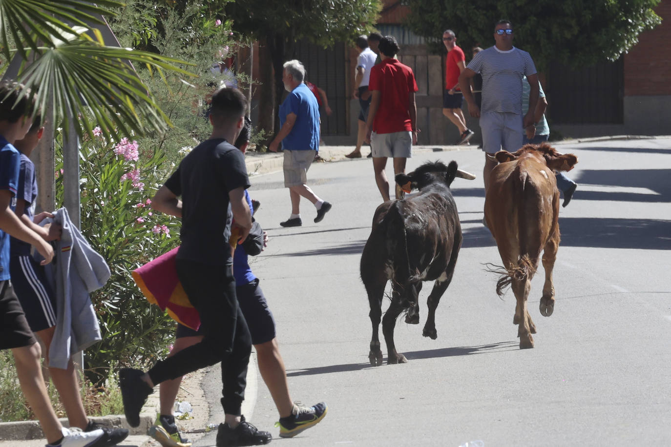 Encierro del sábado en Pollos