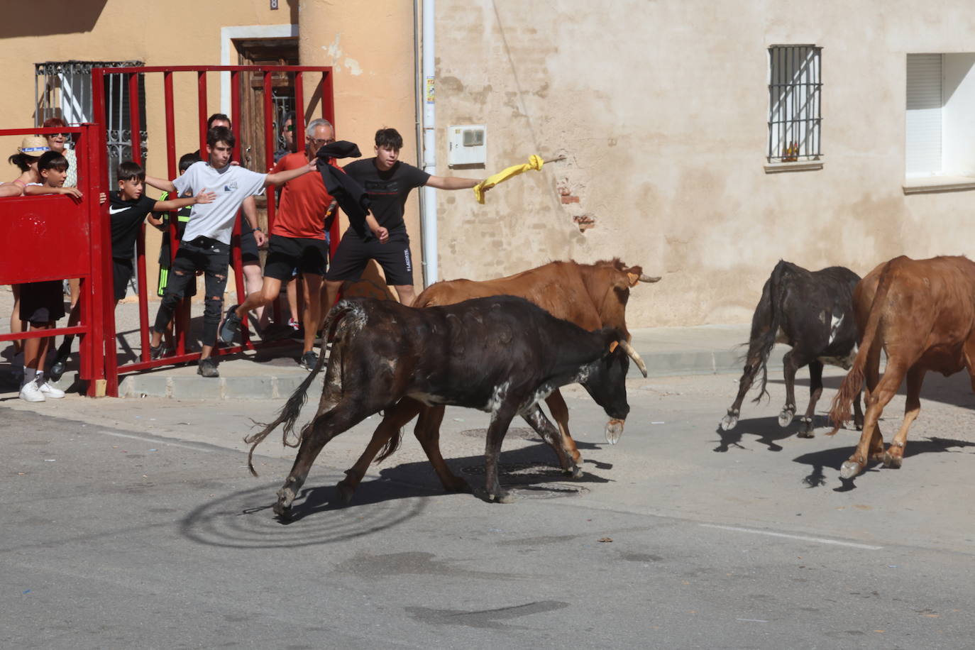 Encierro del sábado en Pollos