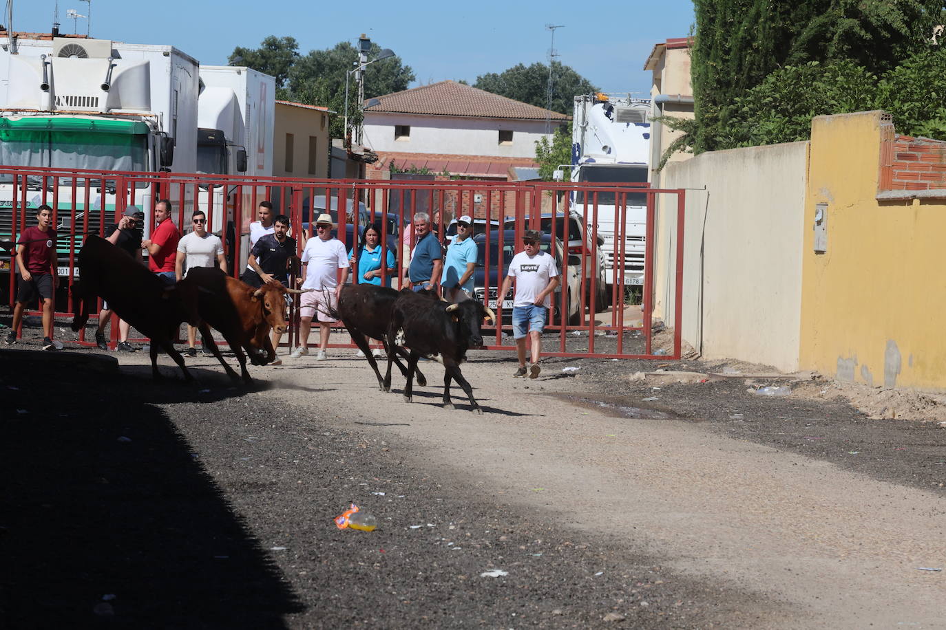 Encierro del sábado en Pollos