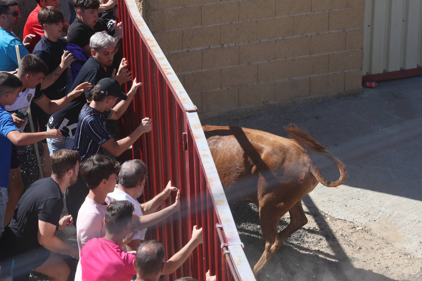 Encierro del sábado en Pollos