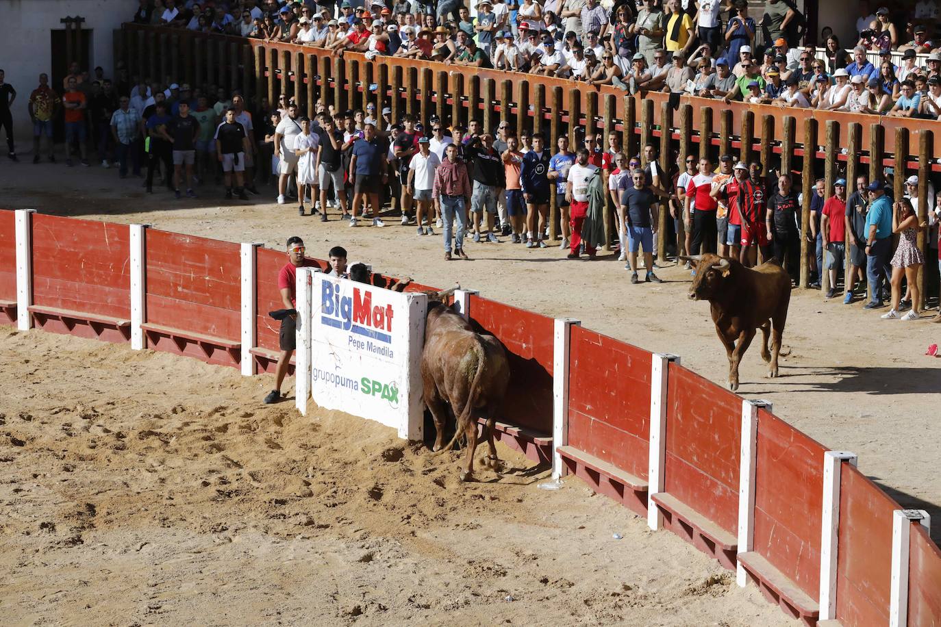 Imágenes de la capea de Peñafiel