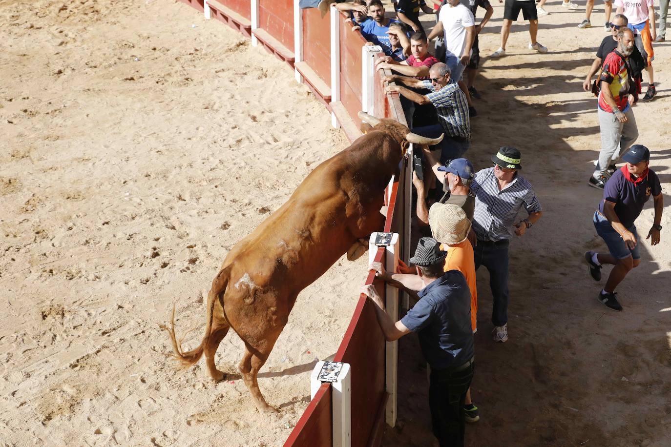 Imágenes de la capea de Peñafiel