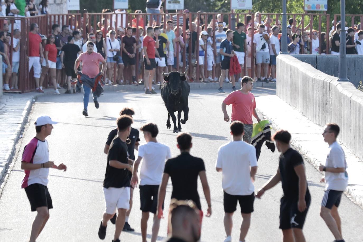 Las imágenes del encierro de Tudela de Duero del sábado