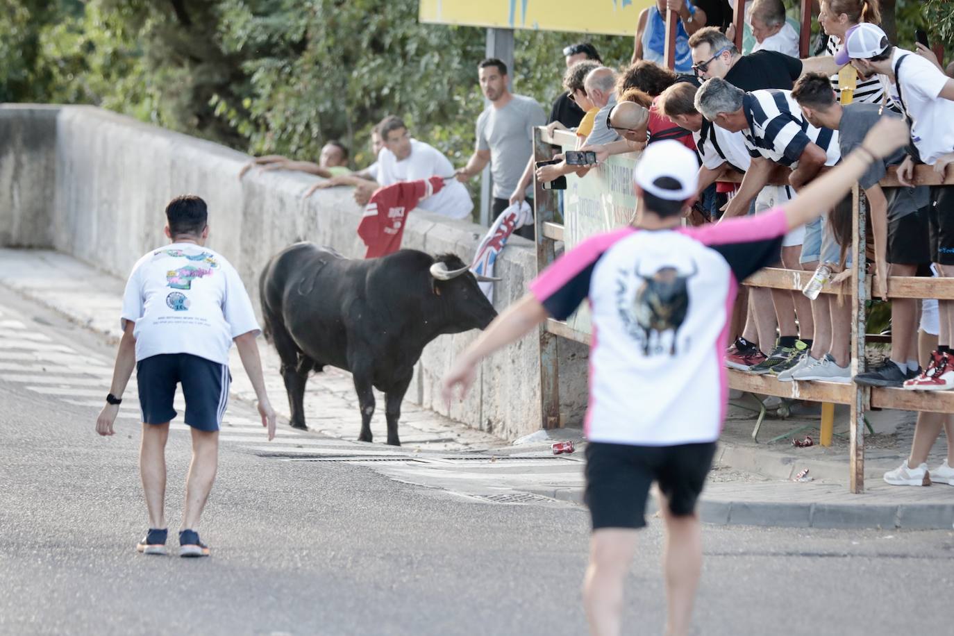 Las imágenes del encierro de Tudela de Duero del sábado