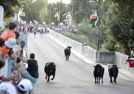 Encierro en las fiestas de Tudela de Duero