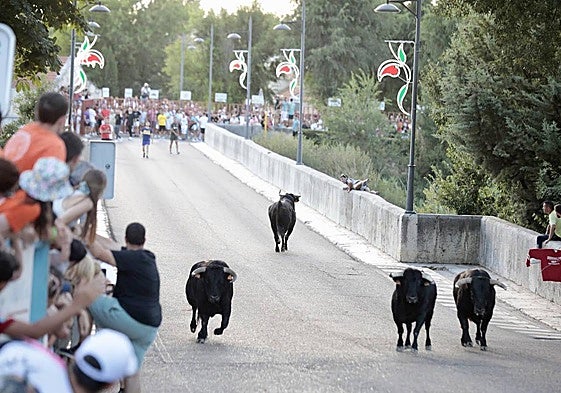 Encierro en las fiestas de Tudela de Duero