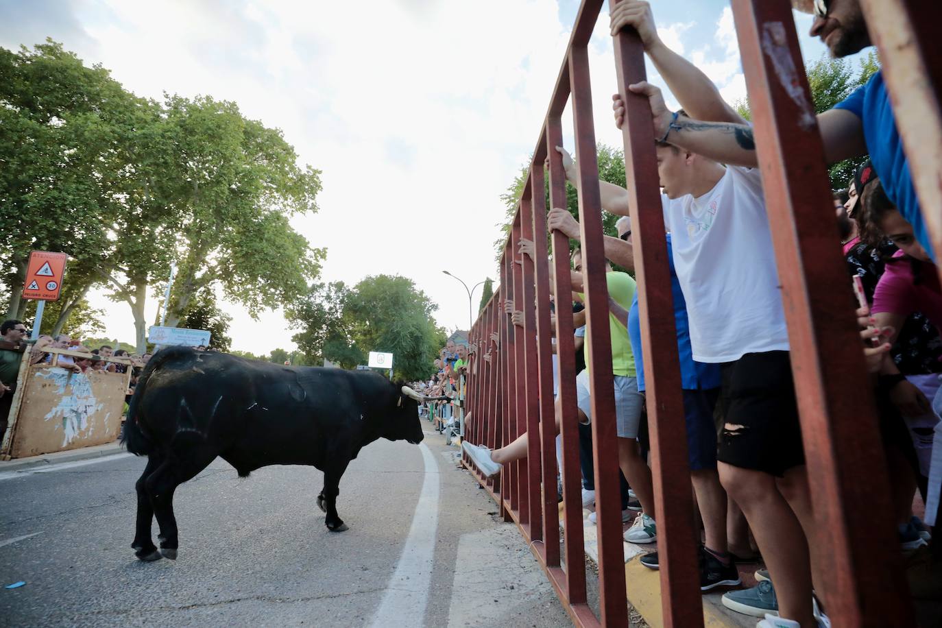 Las imágenes del encierro de Tudela de Duero del sábado