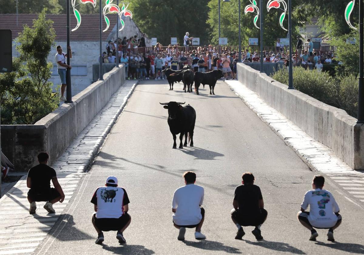 Los mozos observan en cuclillas a los astados que están sobre el puente.