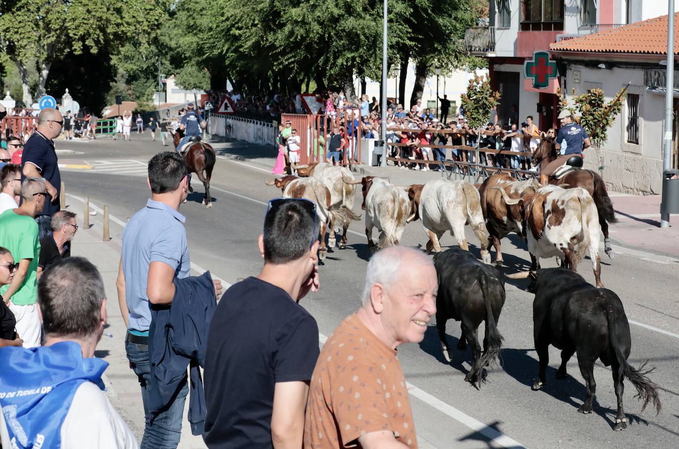 Encierro campero en Tudela de Duero