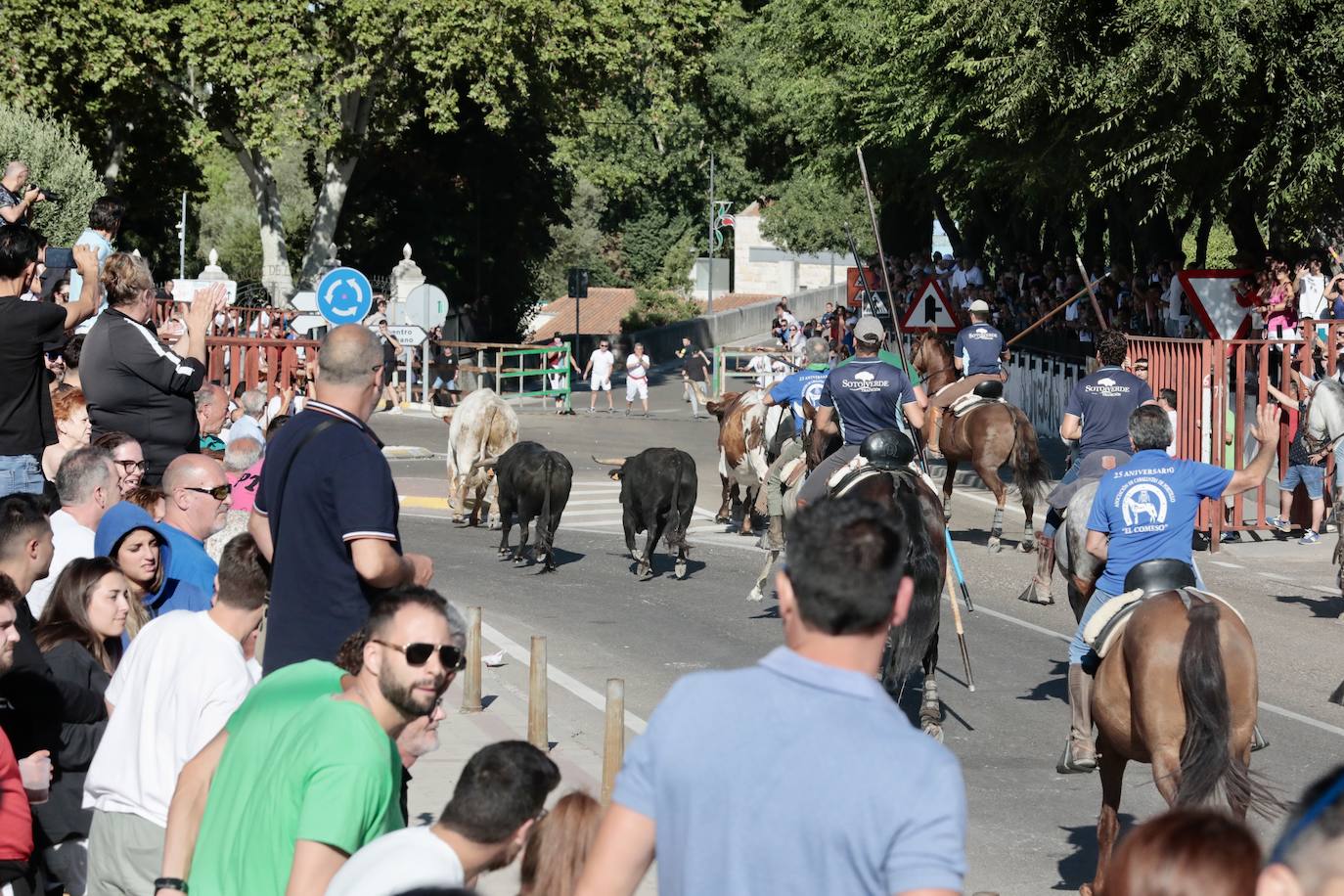 Encierro campero en Tudela de Duero