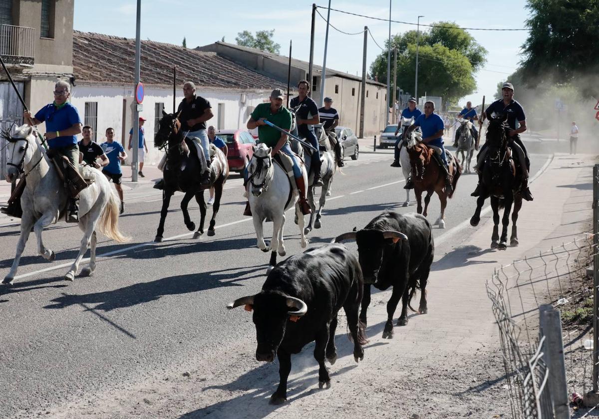 Encierro campero en Tudela de Duero