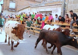 Las vacas corren por el recorrido dispuesto en Torquemada.