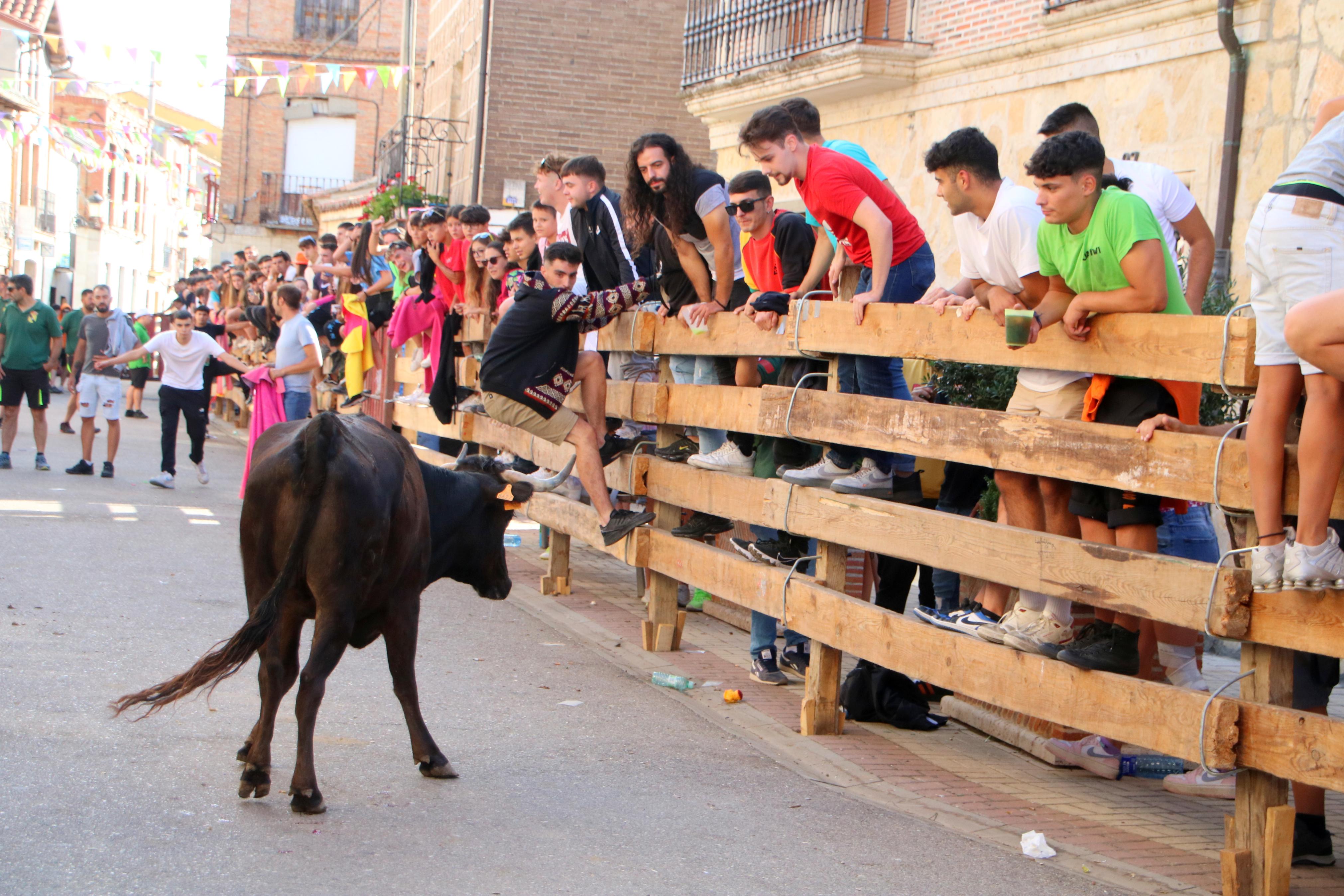 Torquemada, fiel a sus encierros tradicionales