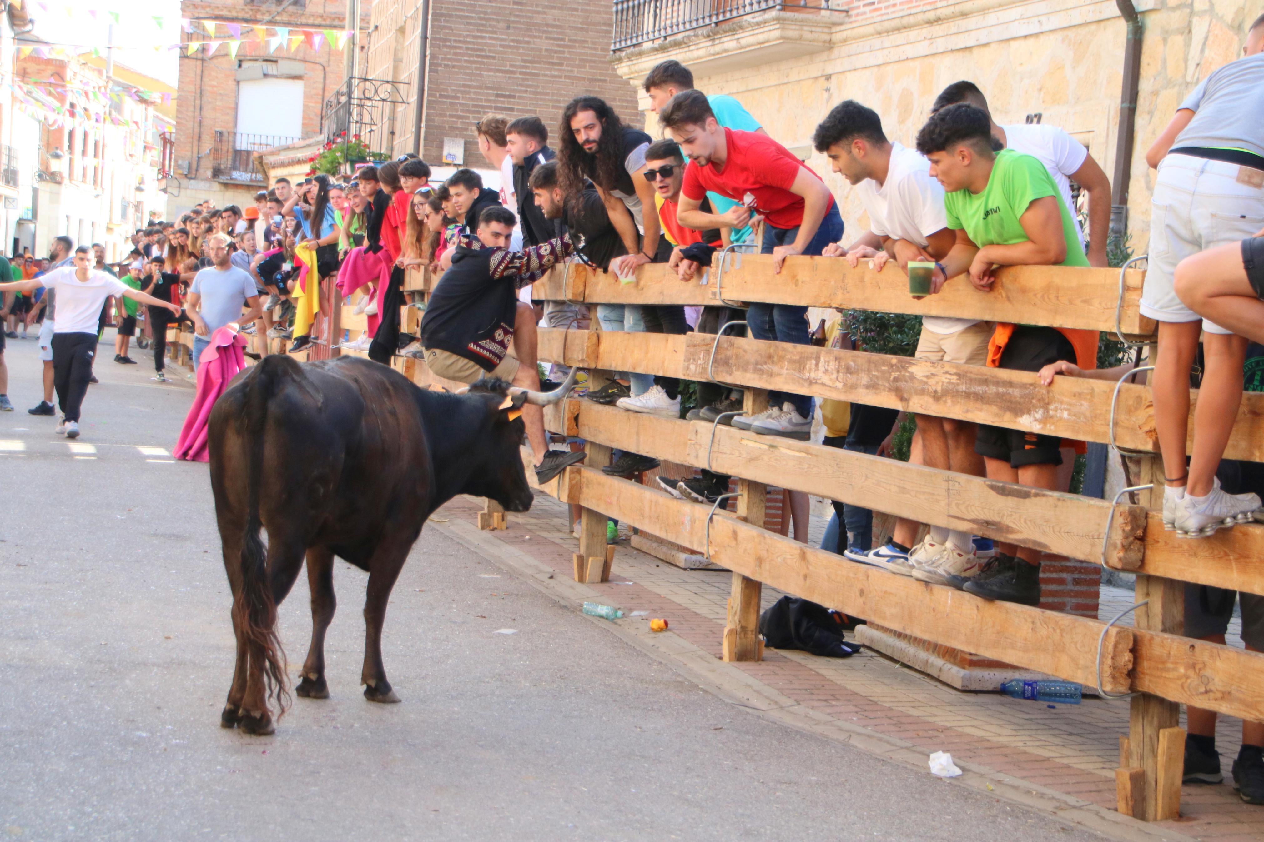 Torquemada, fiel a sus encierros tradicionales