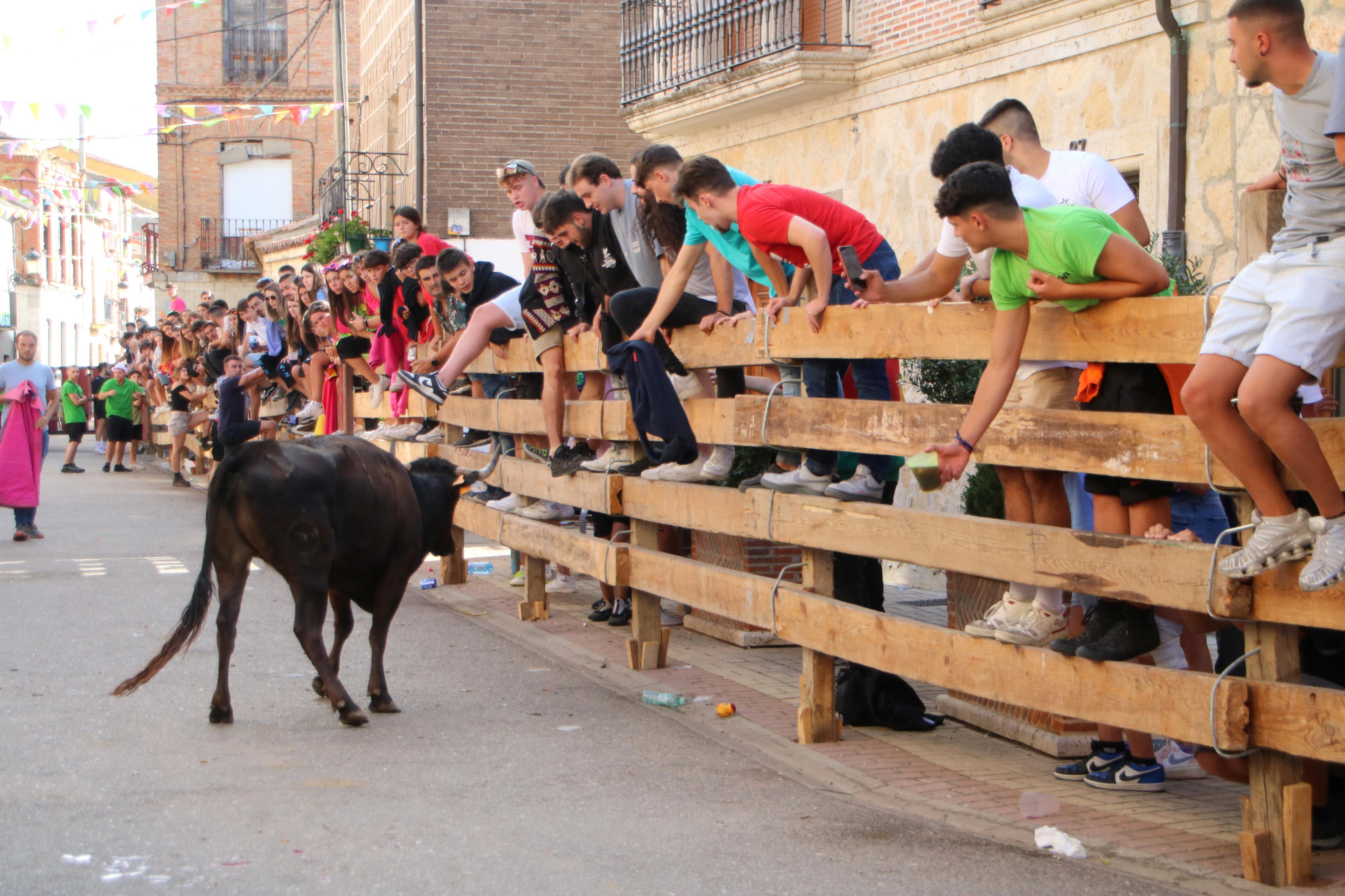 Torquemada, fiel a sus encierros tradicionales