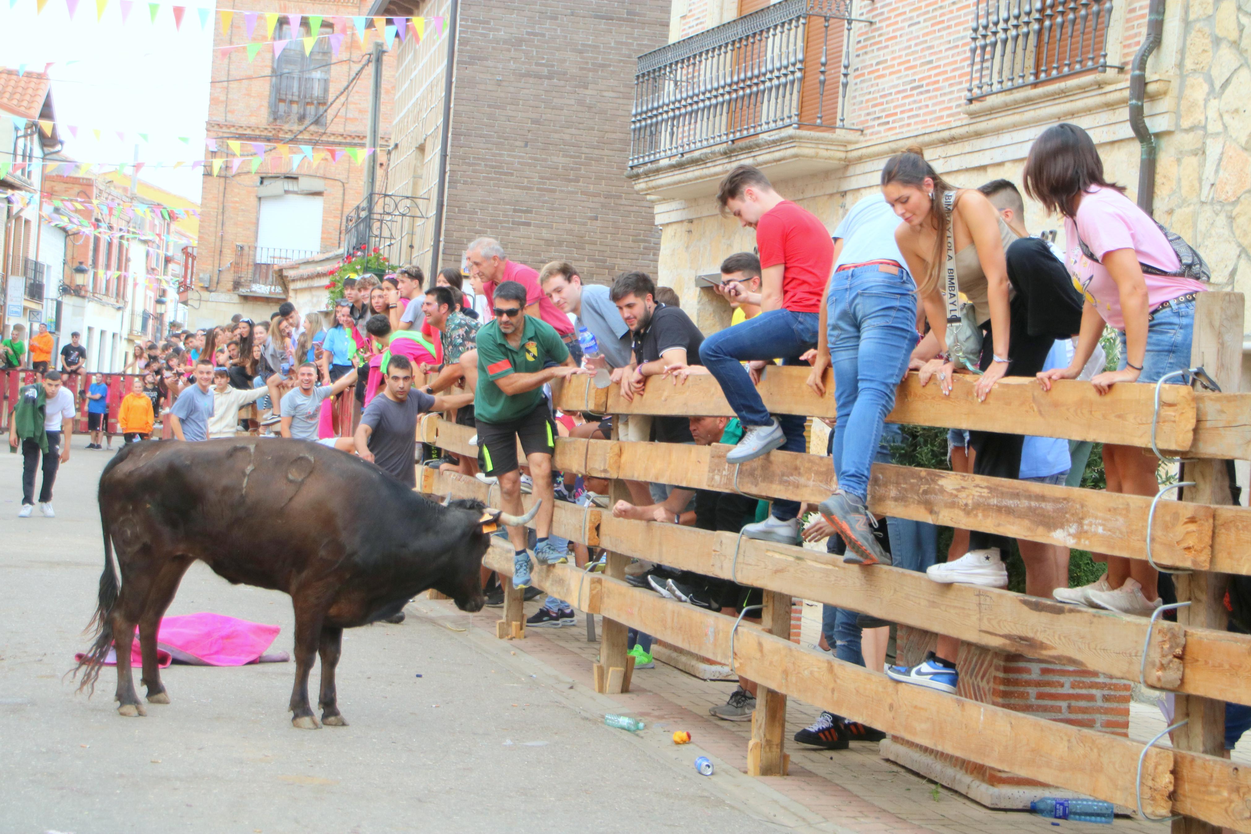 Torquemada, fiel a sus encierros tradicionales