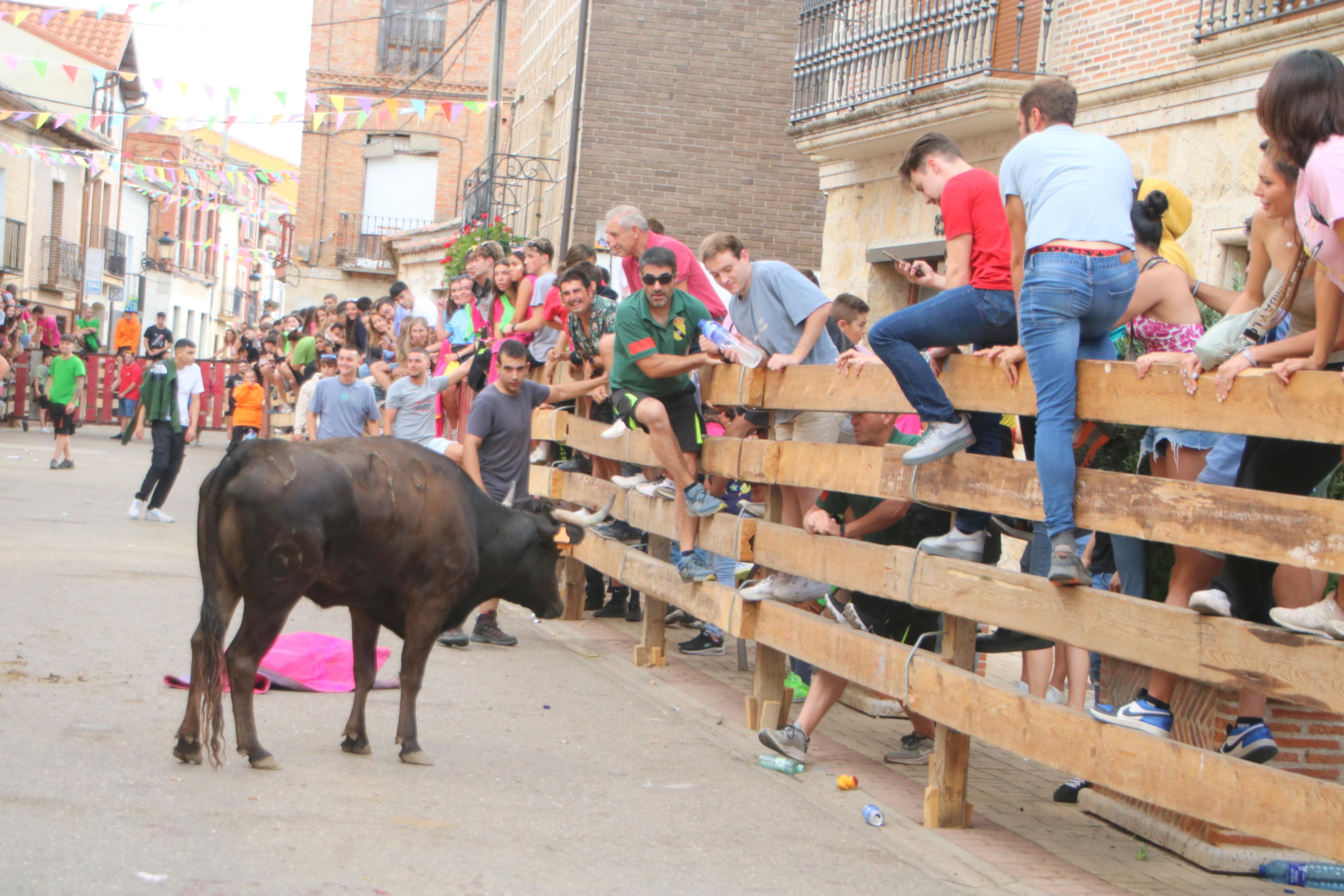 Torquemada, fiel a sus encierros tradicionales