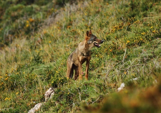 Imagen de archivo de un lobo.