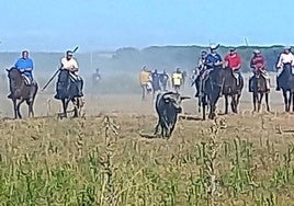 Los caballistas conducen a uno de los astados.