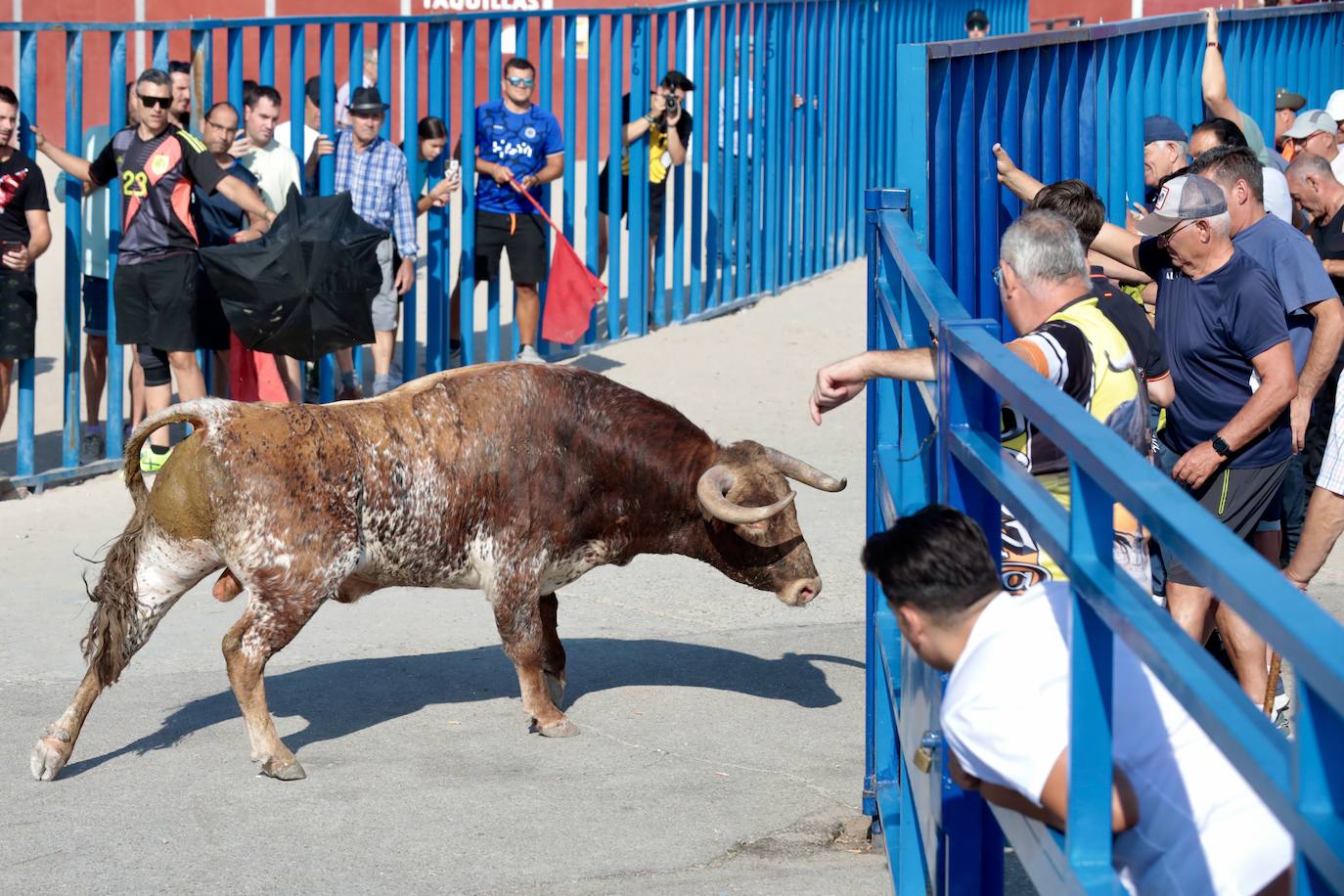 Encierro del lunes en Aldeamayor de San Martín