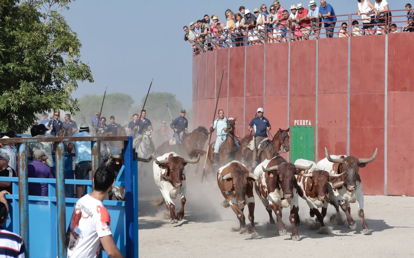 Encierro del lunes en Aldeamayor de San Martín