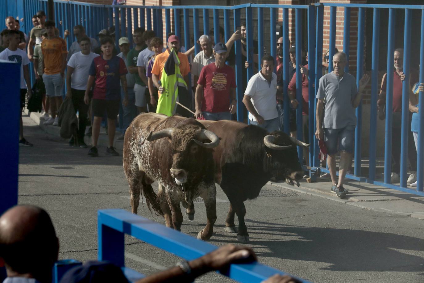 Encierro del lunes en Aldeamayor de San Martín