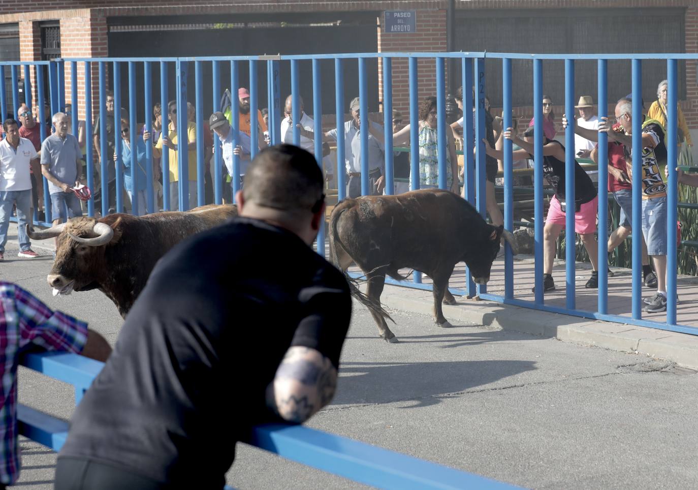 Encierro del lunes en Aldeamayor de San Martín