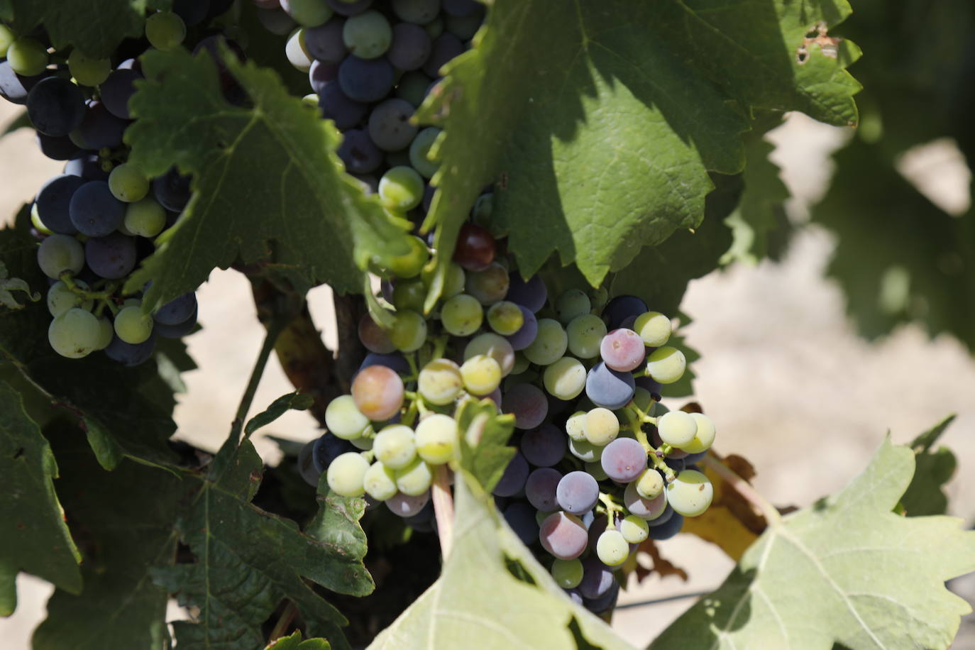 Las imágenes de los viñedos de Peñafiel