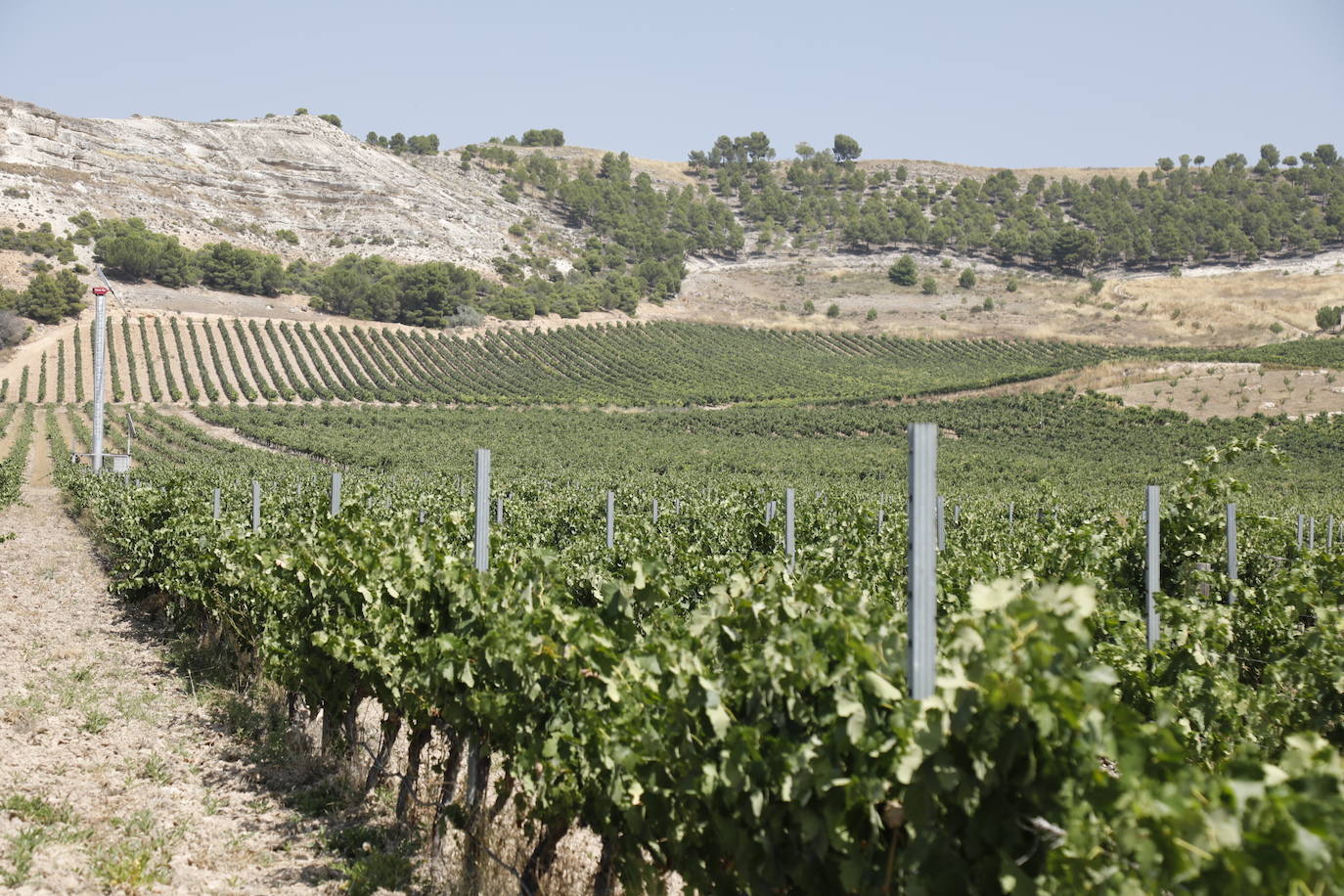 Las imágenes de los viñedos de Peñafiel