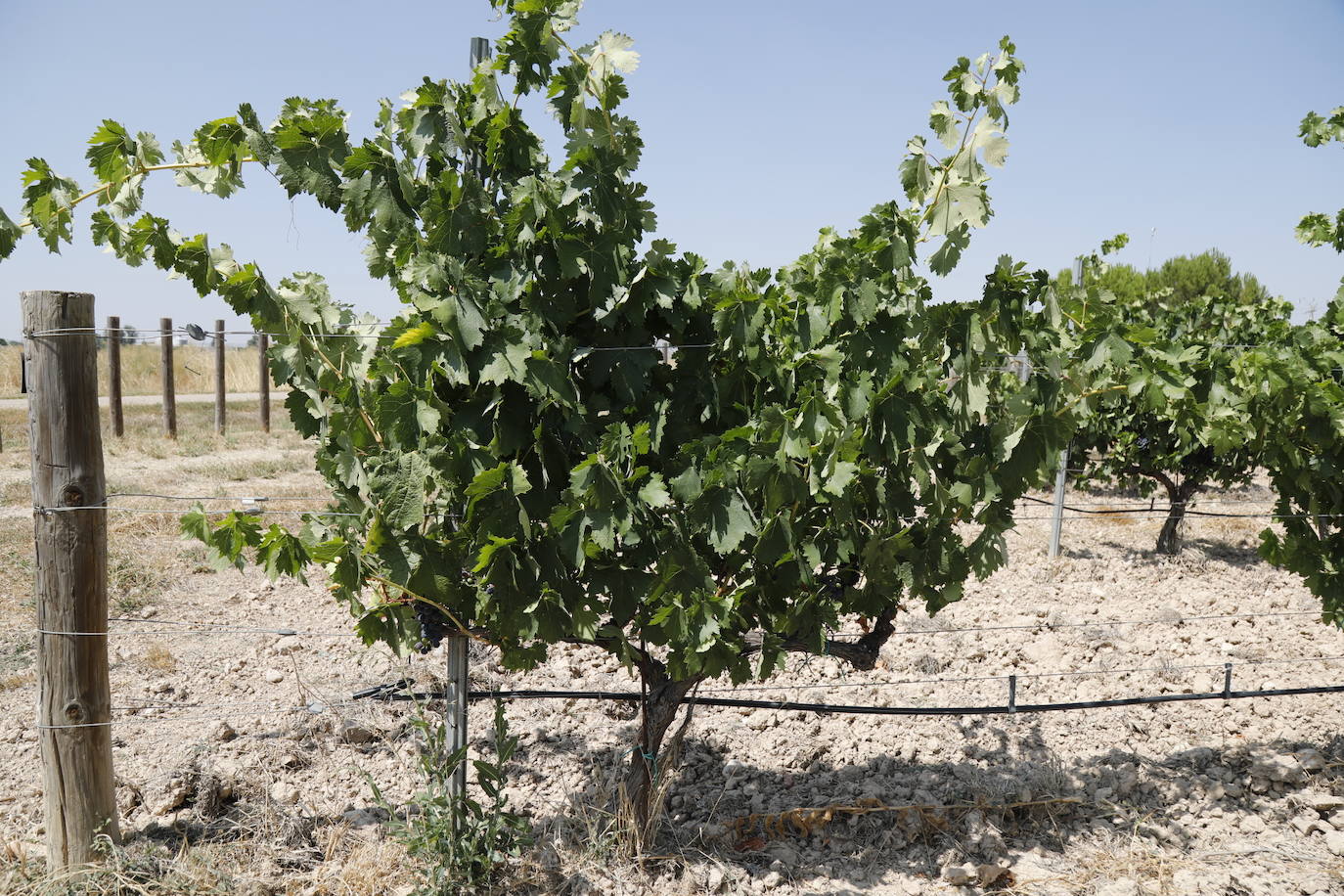 Las imágenes de los viñedos de Peñafiel