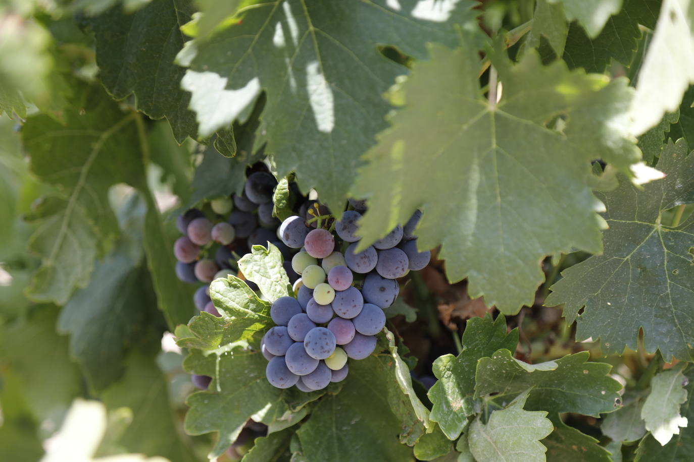 Las imágenes de los viñedos de Peñafiel