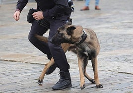 Uno de los perros de la Unidad Canina de la Policía Local.