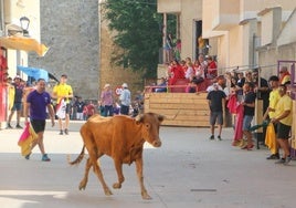 Los peñistas llaman la atención de las vacas durante el encierro en Dueñas.