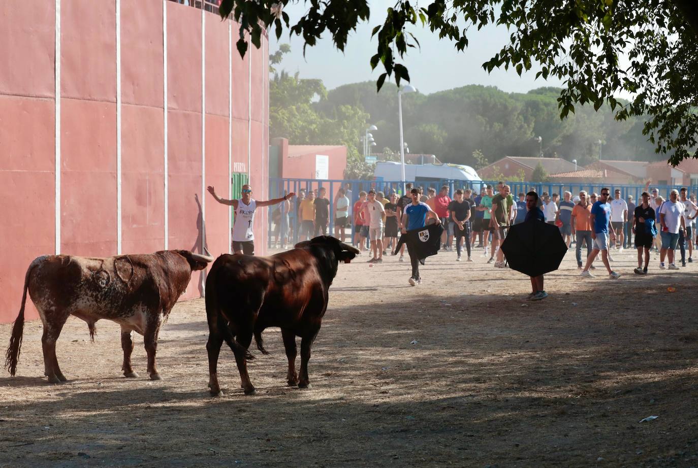 Encierro del lunes en Aldeamayor de San Martín