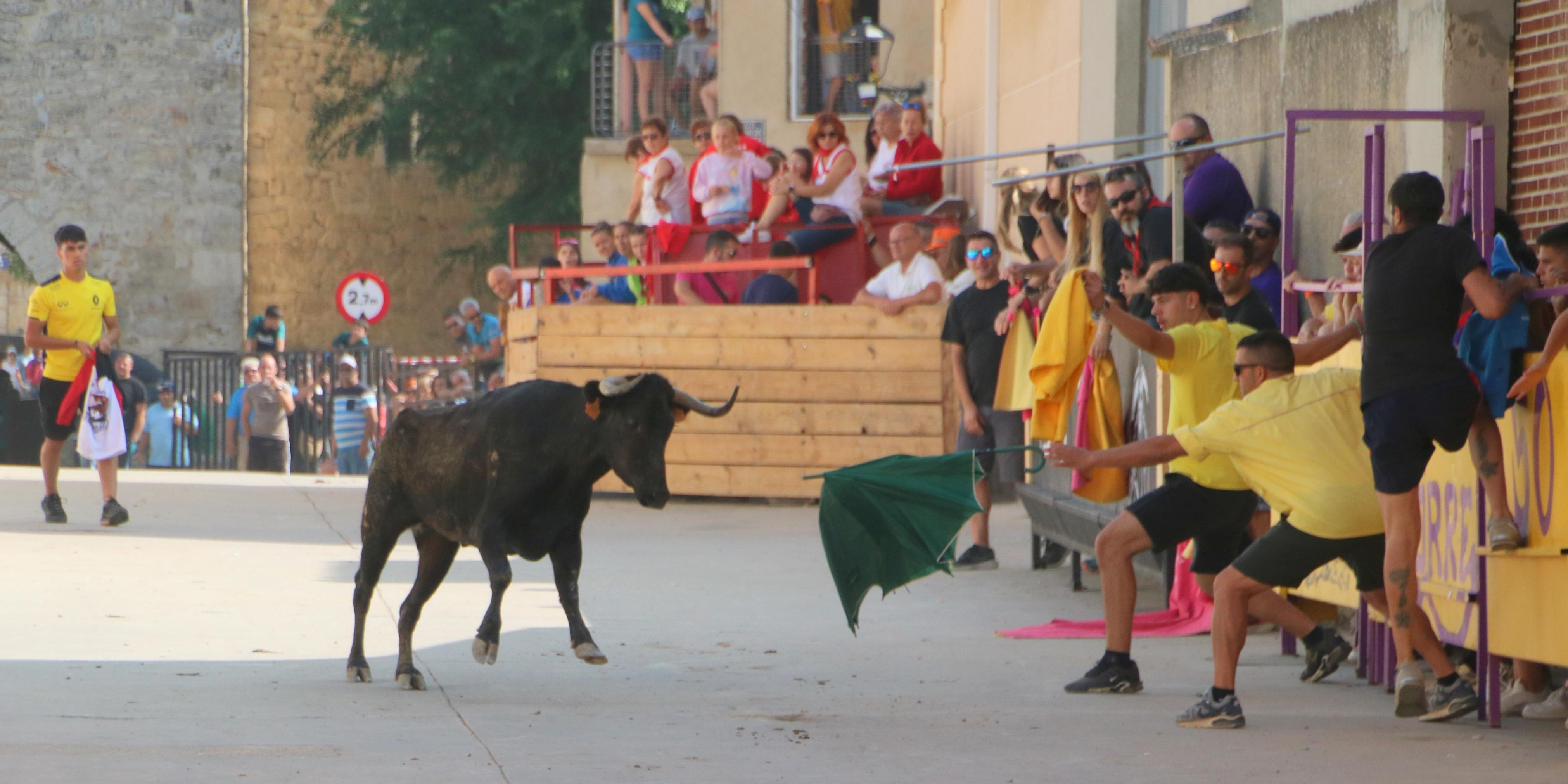 Dueñas celebra sus encierros tradicionales