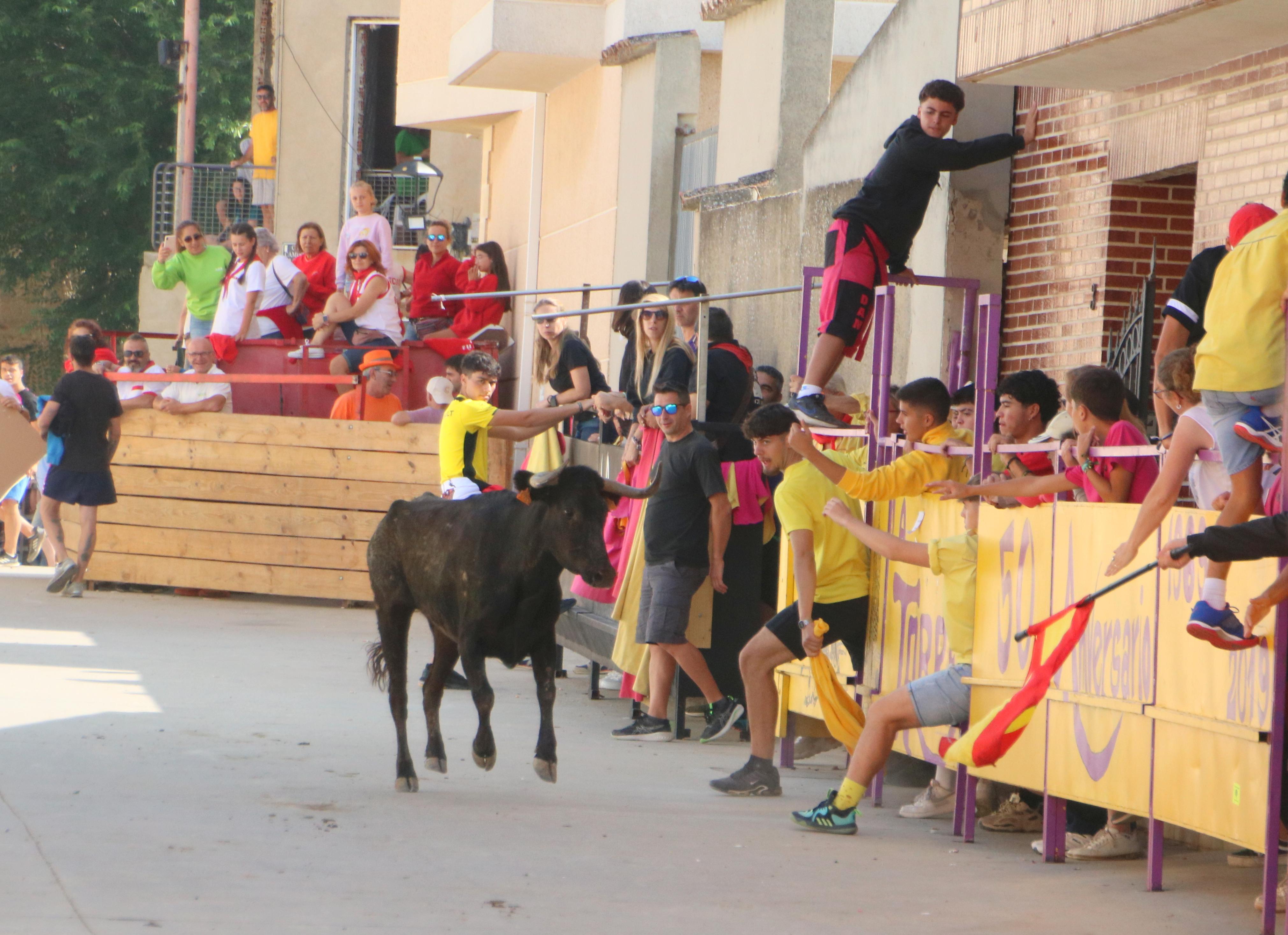 Dueñas celebra sus encierros tradicionales