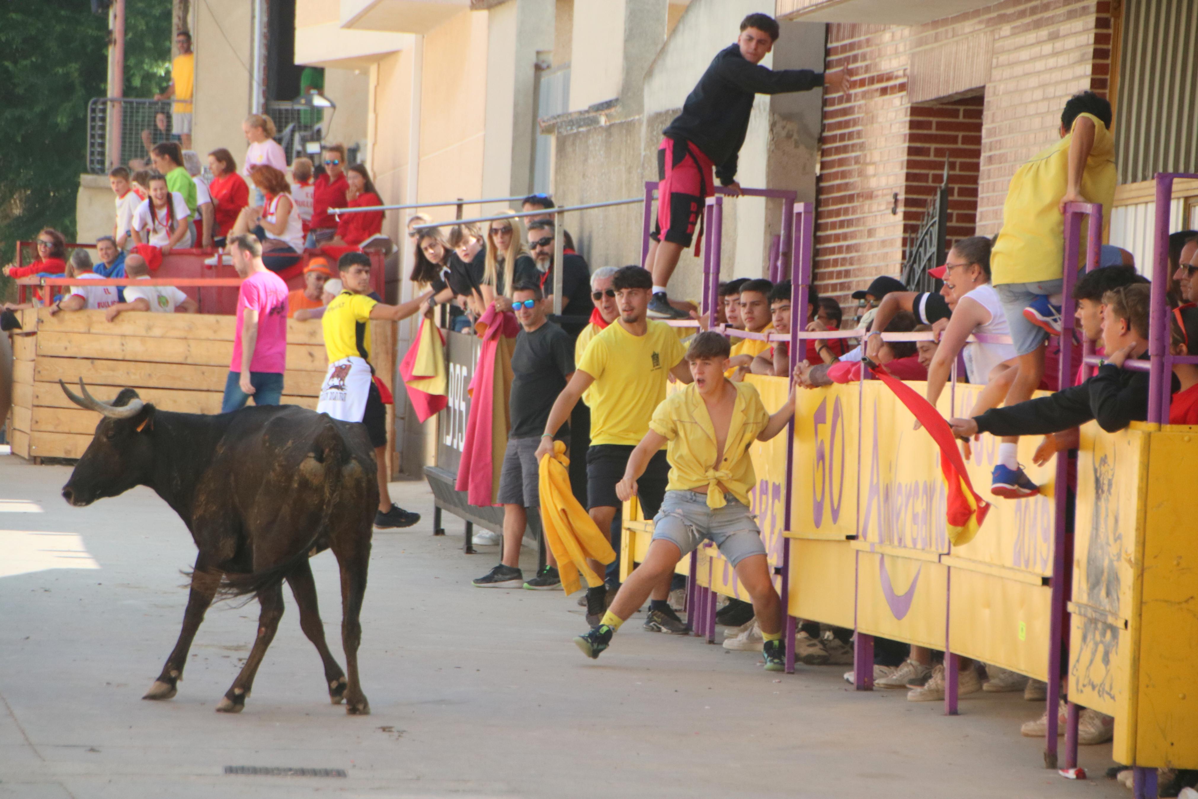 Dueñas celebra sus encierros tradicionales