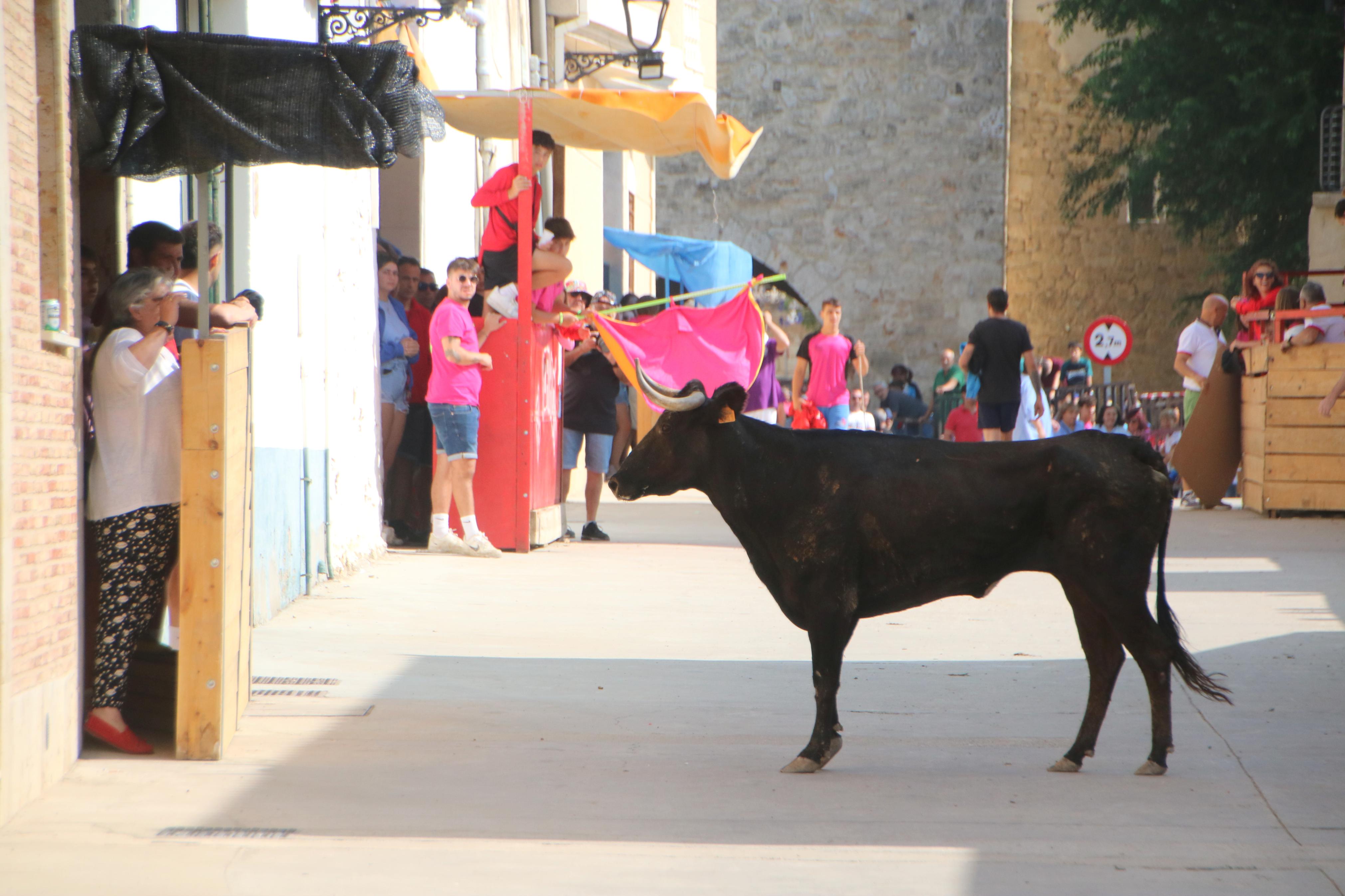 Dueñas celebra sus encierros tradicionales
