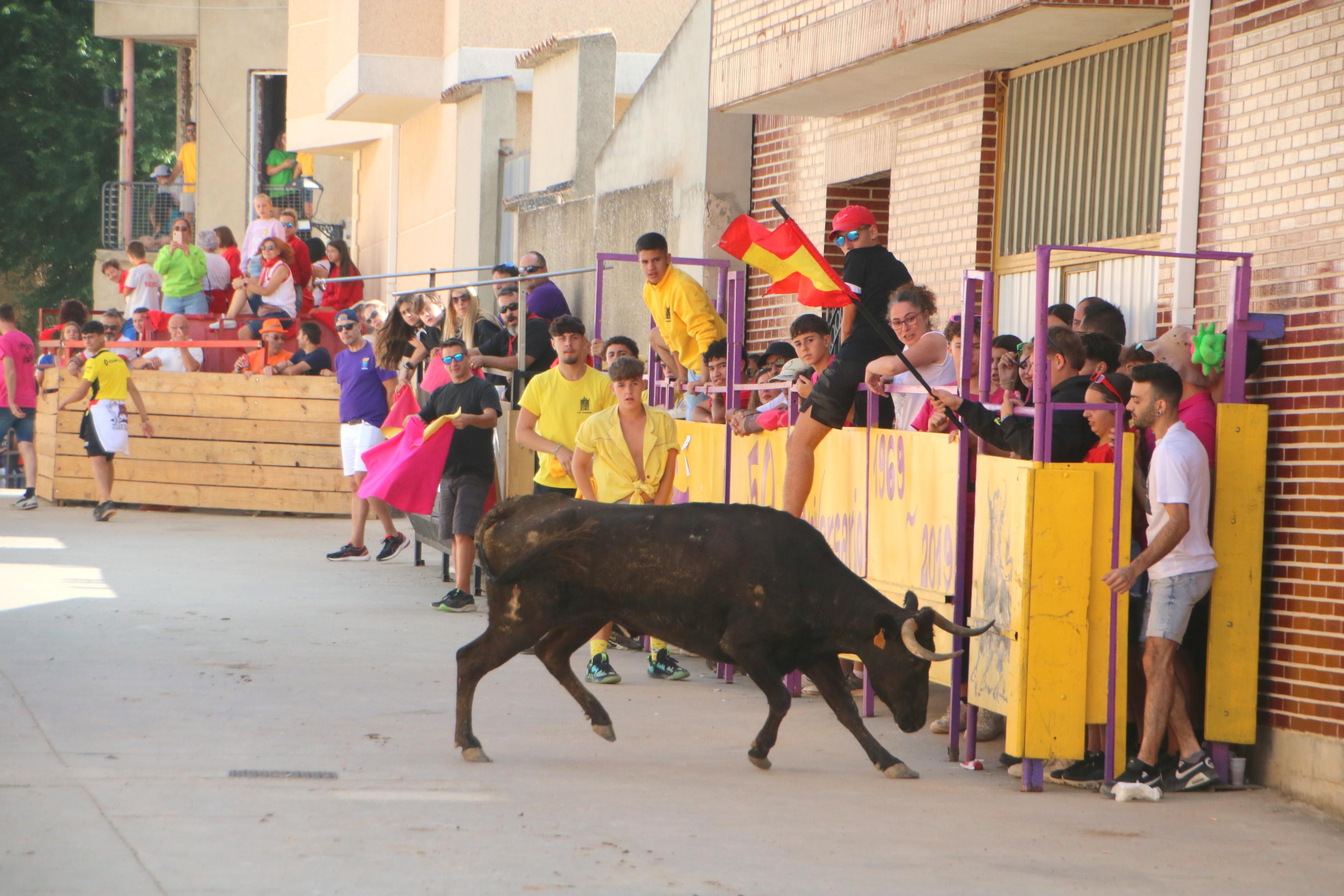 Dueñas celebra sus encierros tradicionales