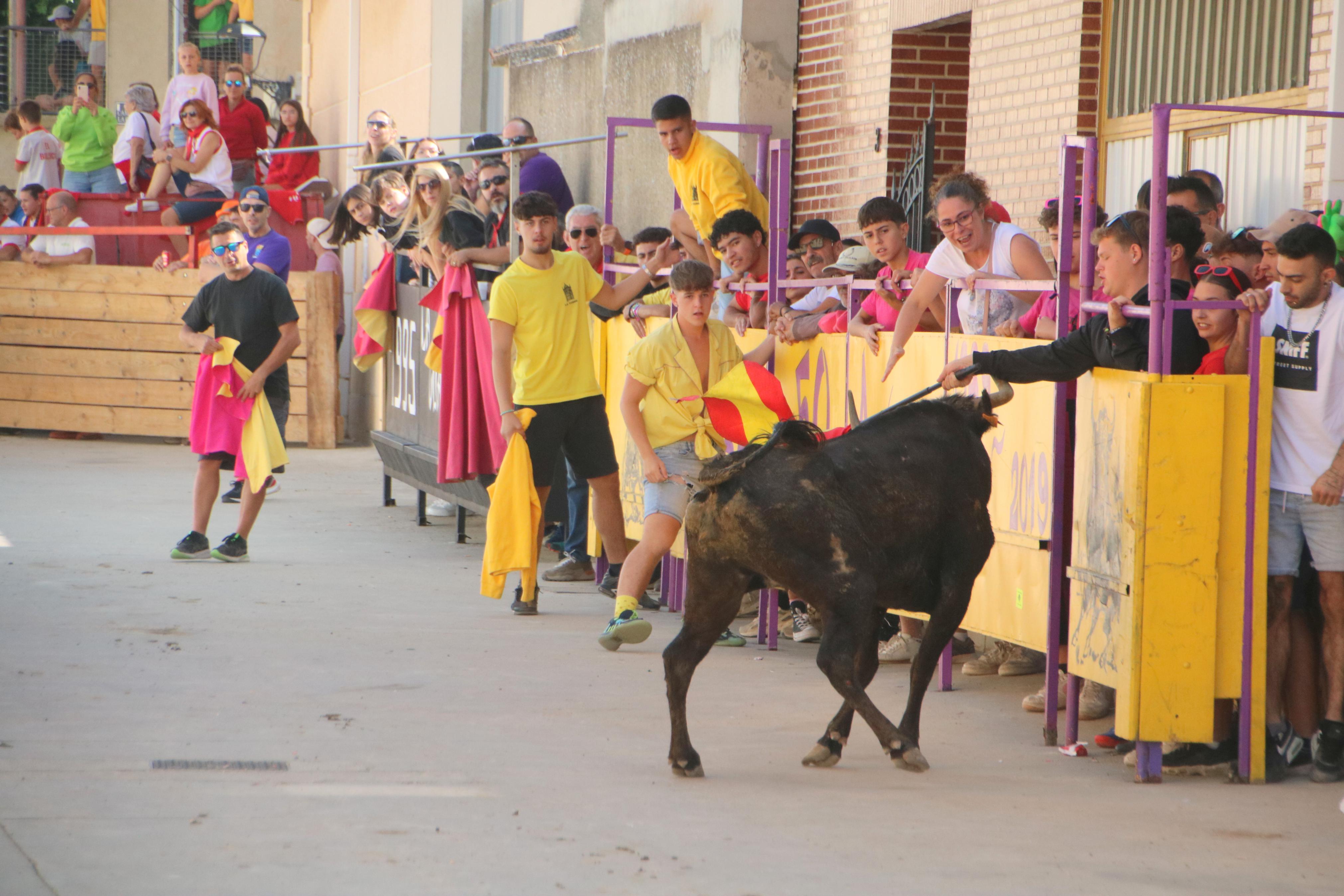 Dueñas celebra sus encierros tradicionales
