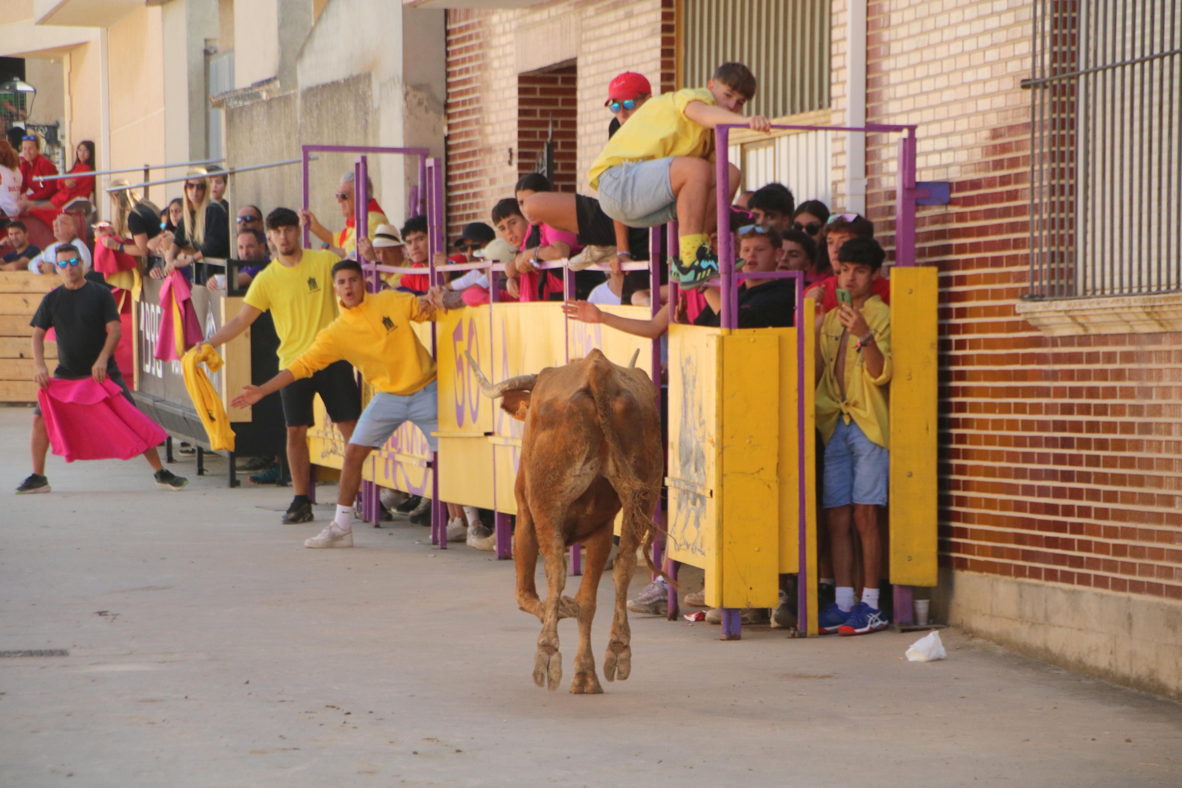 Dueñas celebra sus encierros tradicionales