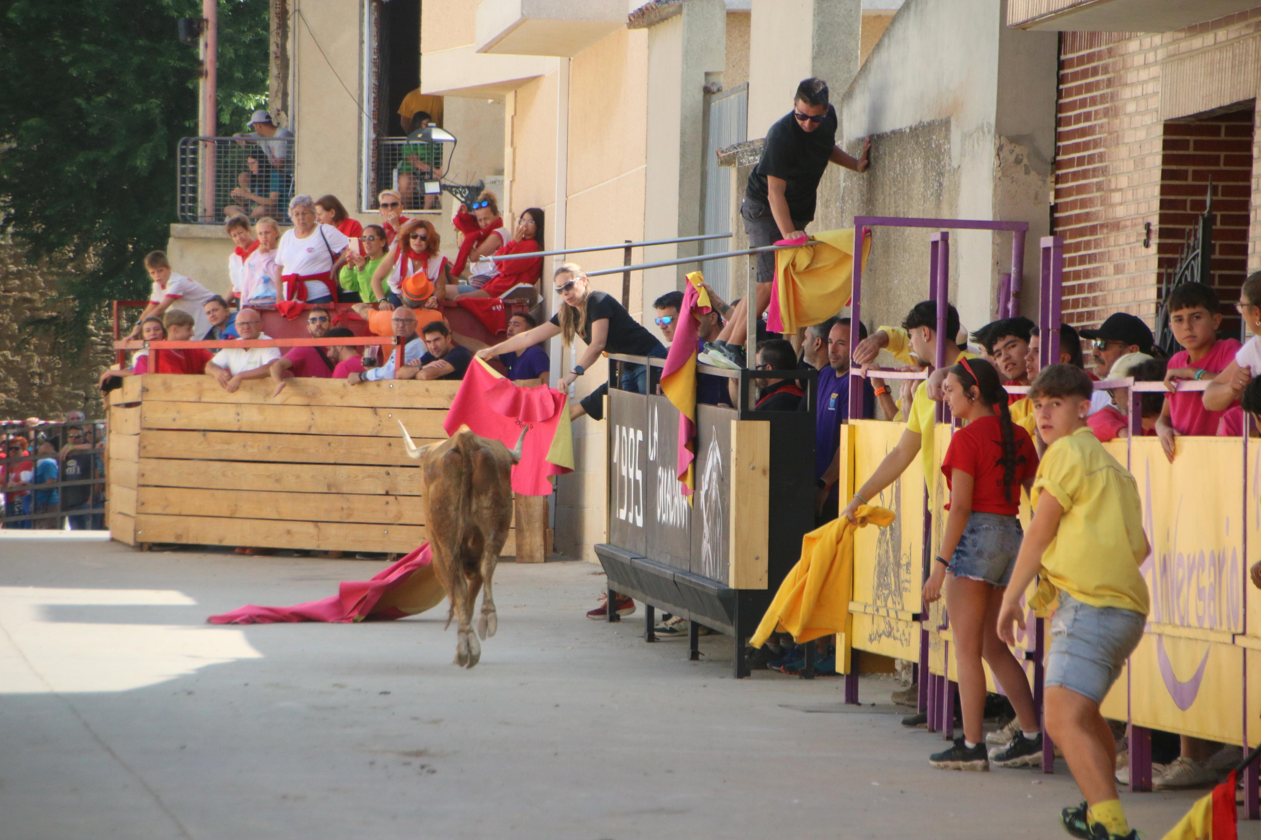 Dueñas celebra sus encierros tradicionales