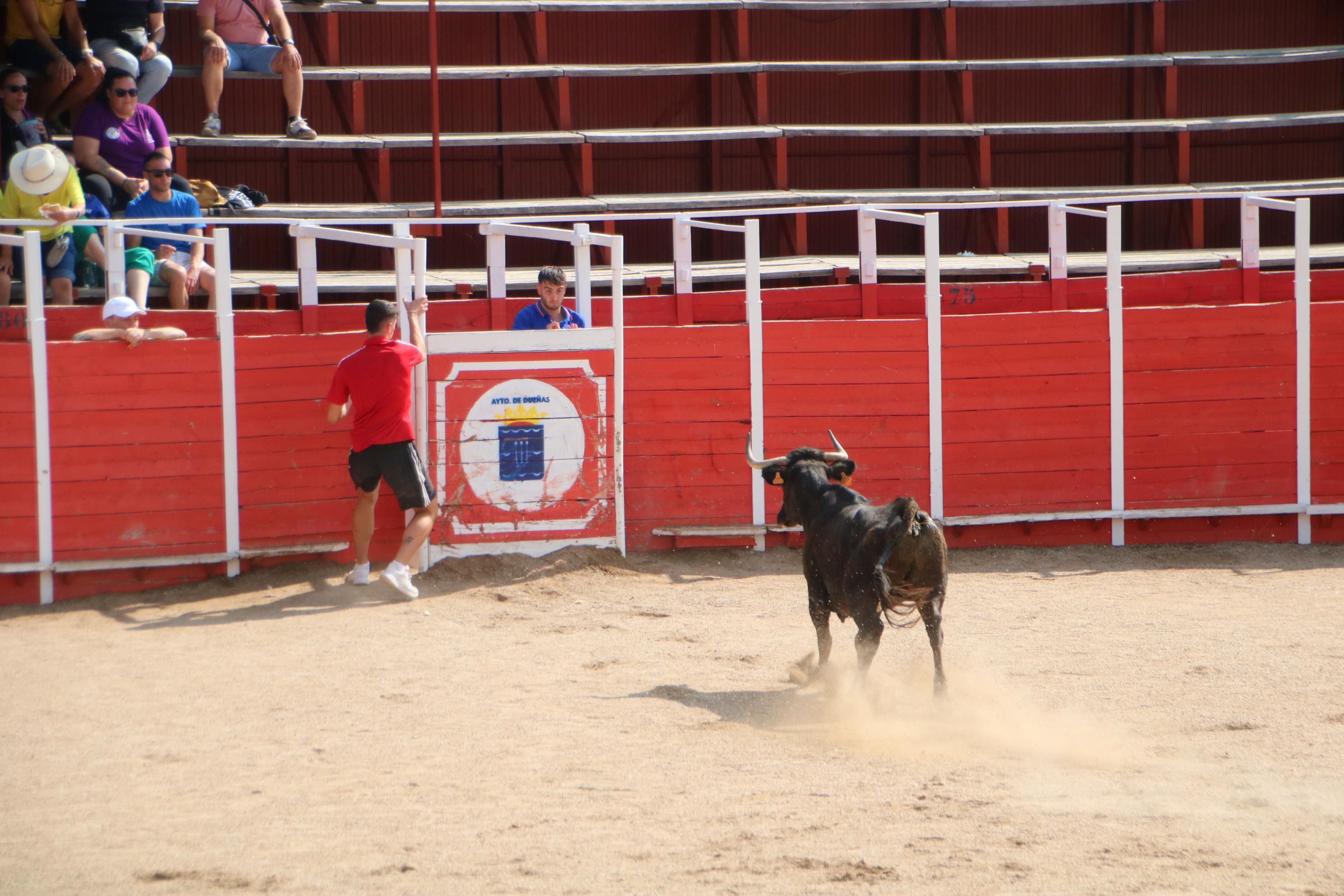 Dueñas celebra sus encierros tradicionales