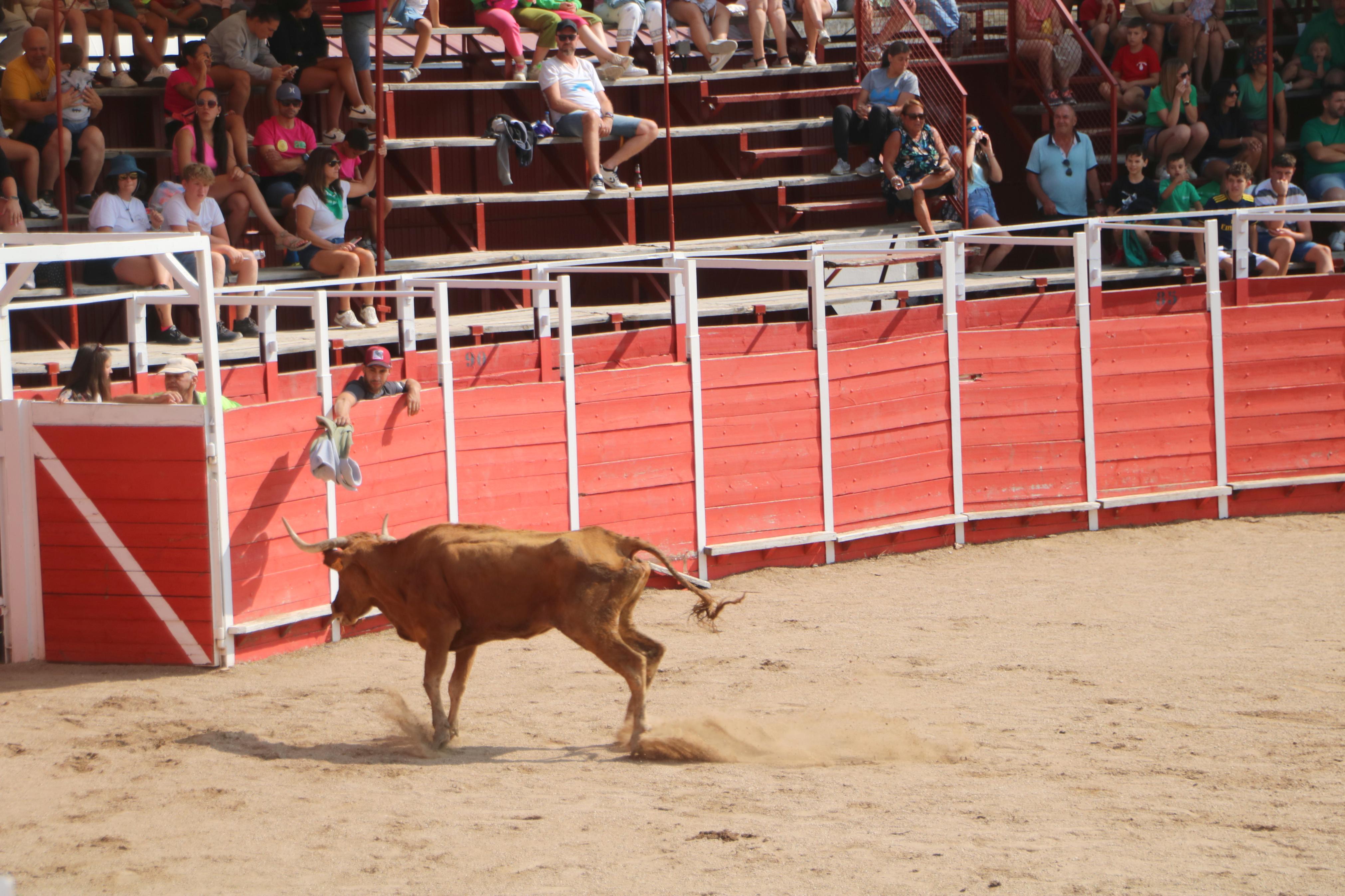 Dueñas celebra sus encierros tradicionales