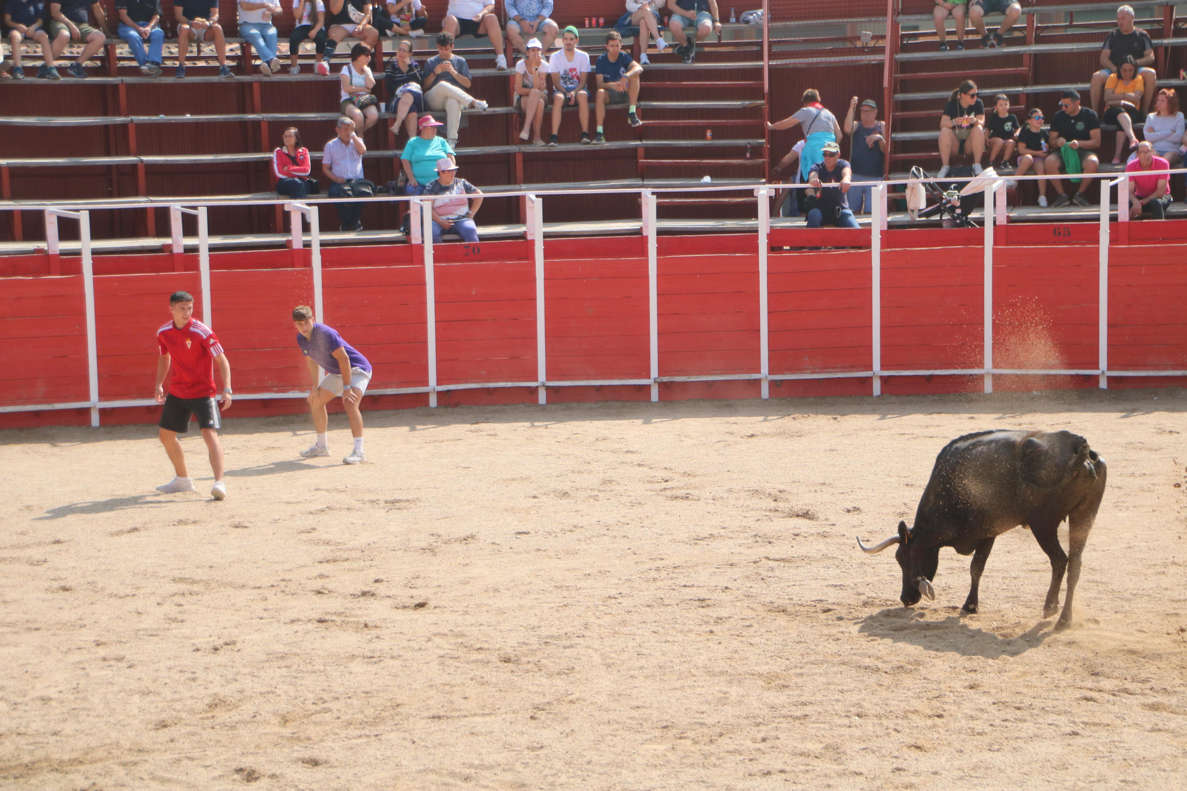Dueñas celebra sus encierros tradicionales