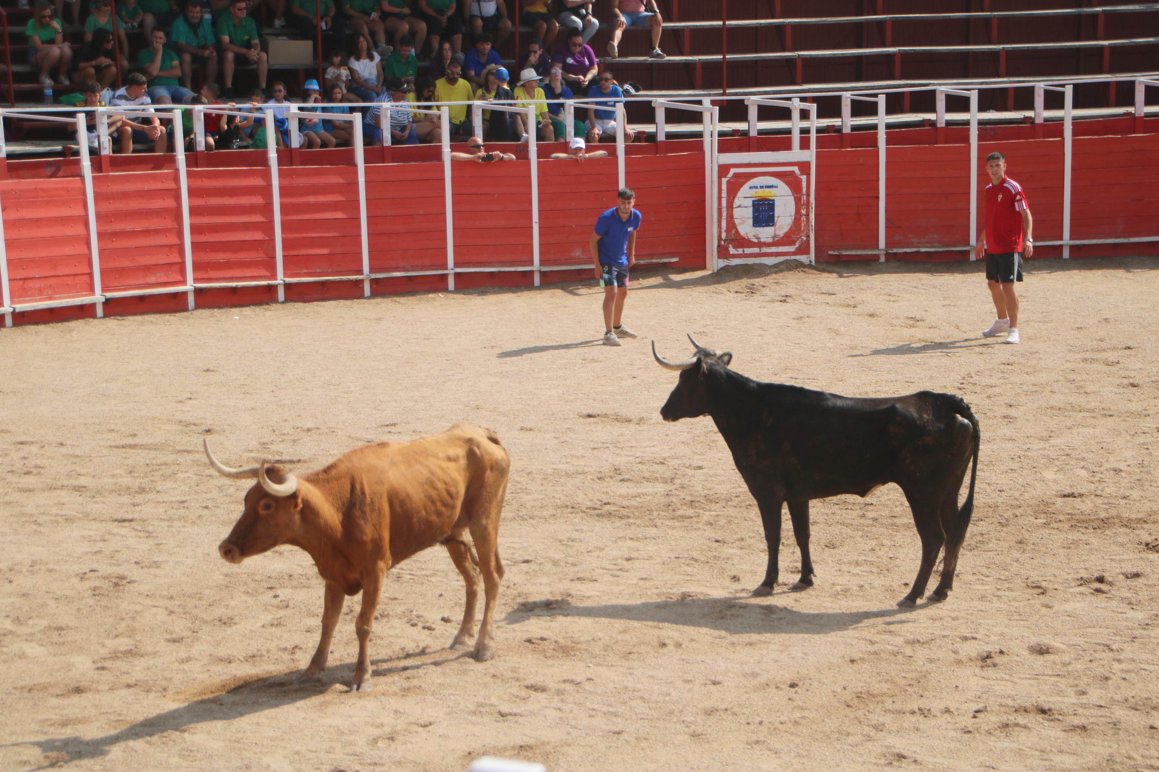 Dueñas celebra sus encierros tradicionales