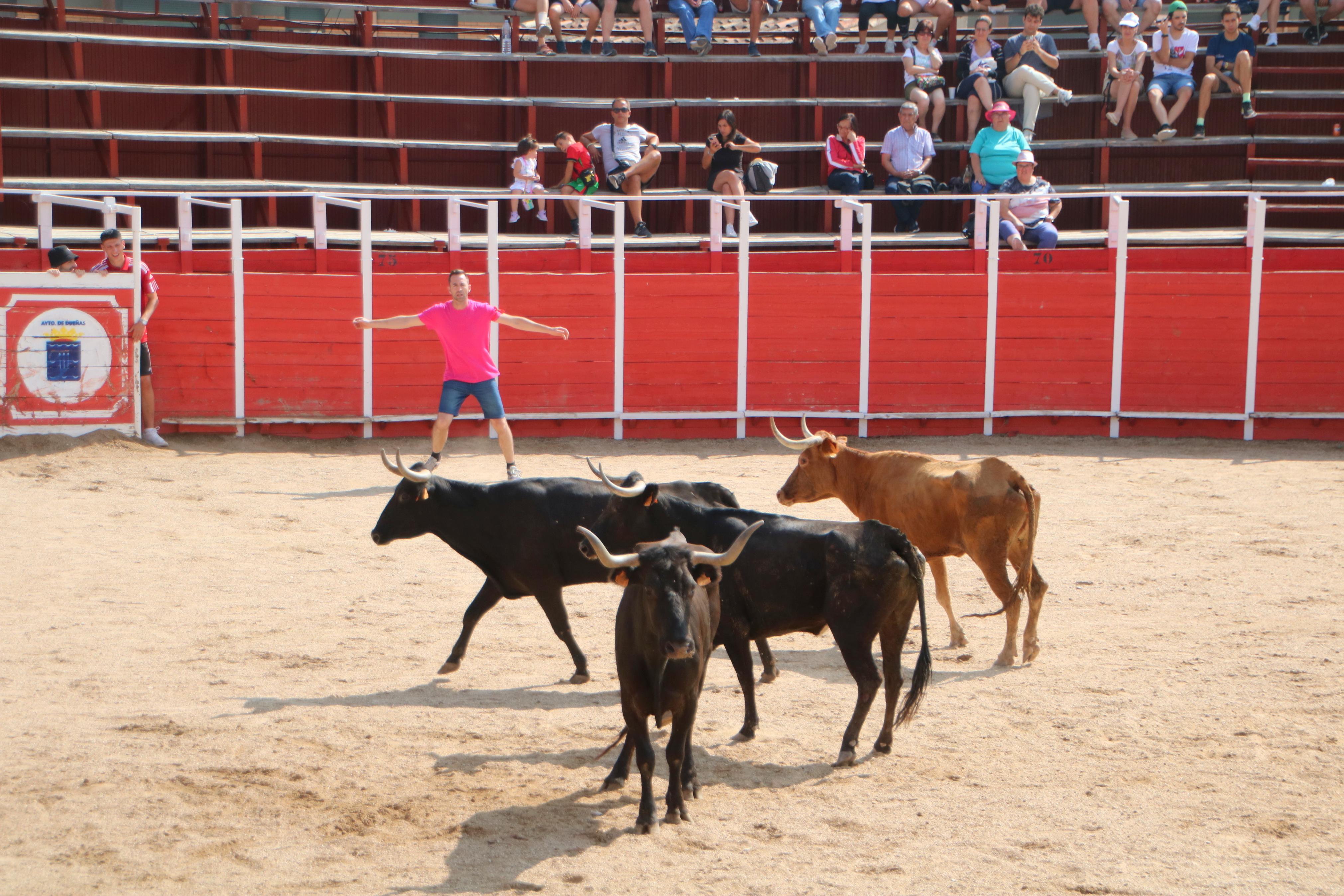 Dueñas celebra sus encierros tradicionales
