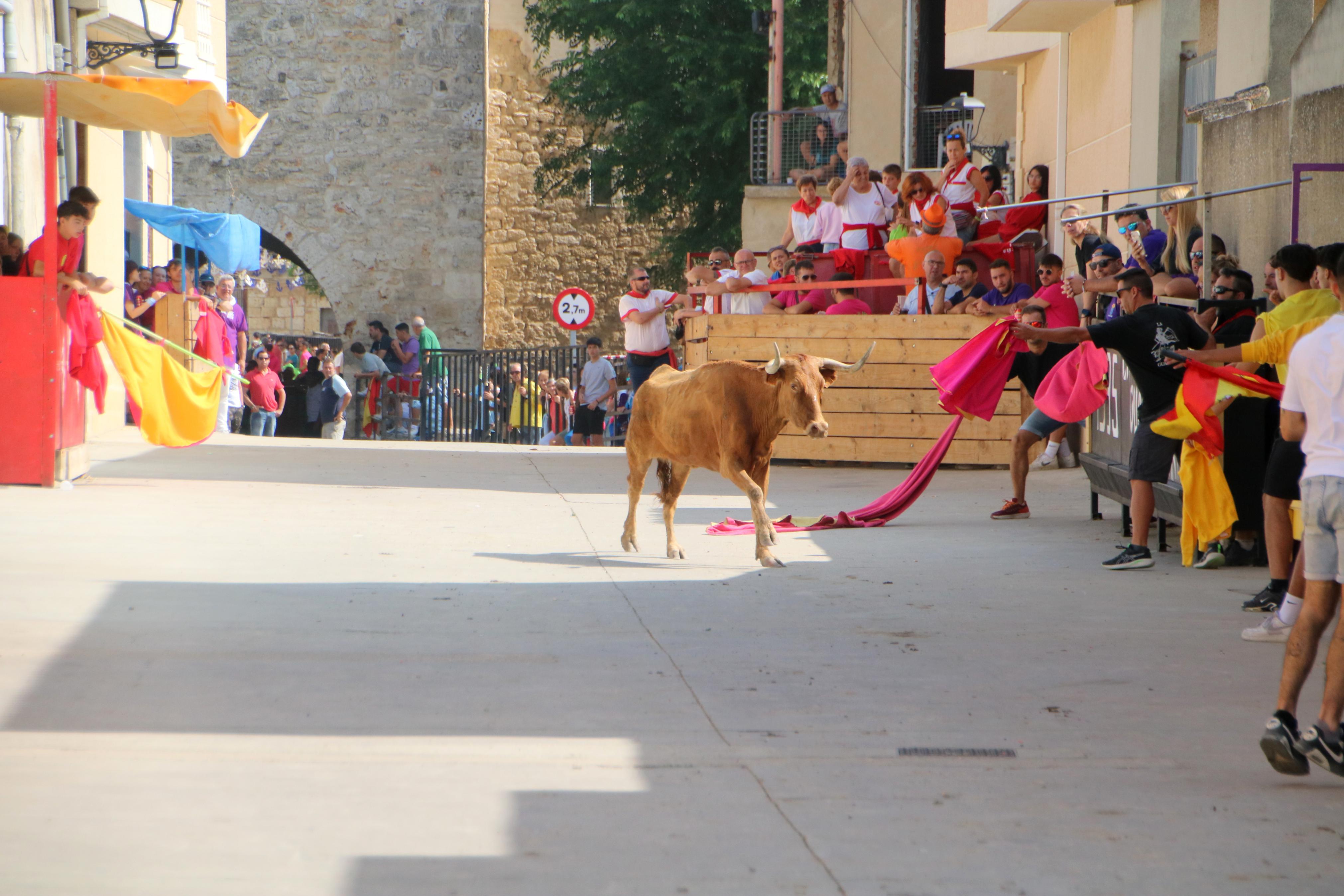 Dueñas celebra sus encierros tradicionales