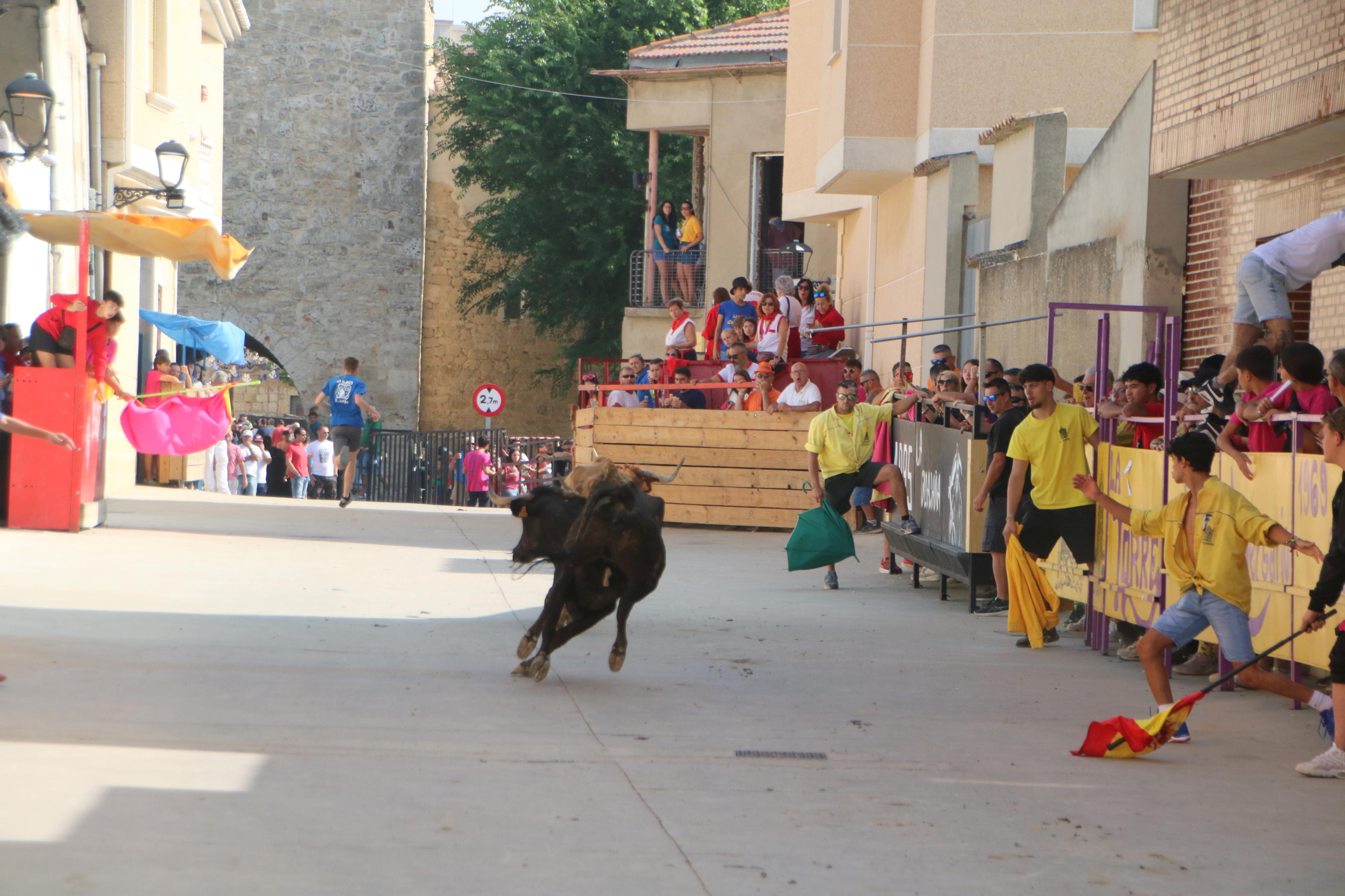 Dueñas celebra sus encierros tradicionales